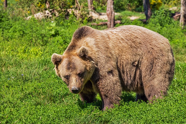 Kako preživjeti napad medvjeda